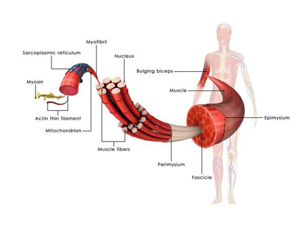 BCAA, la pappa dei tuoi muscoli