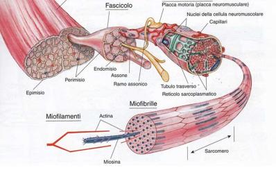 Meglio ipertrofia o forza?